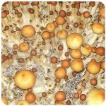 Псилоцибиновые (галлюциногенные)  грибы Psilocybin "Golden Teacher" в Протвино