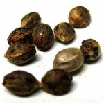 Семена марихуаны АК-47  (Seeds AK-47) в Протвино